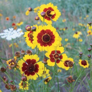 Plains Coreopsis are commonly found on roadsides throughout the state.